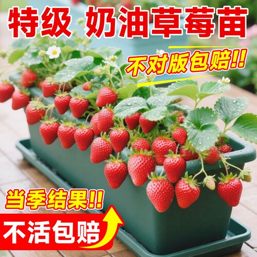 草莓苗四季盆栽食用红颜白雪穴盘苗果苗南北阳台种植好养