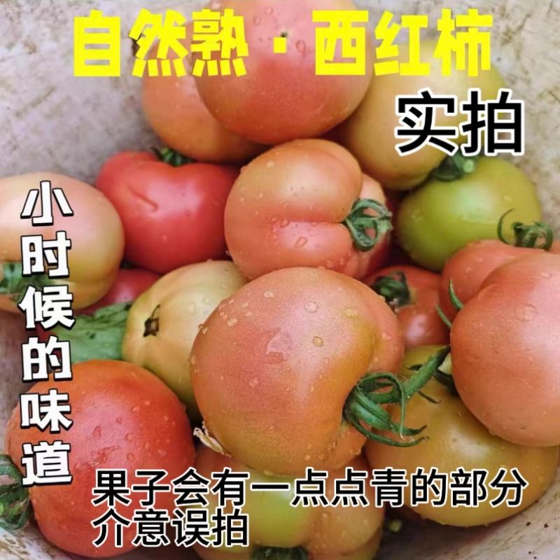 正宗沙瓤非普罗旺斯番茄蔬菜现摘自然熟生吃粉番茄爆汁糖心