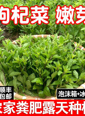 广西枸杞菜芽菜叶菜头新鲜野生可食用农家有机蔬菜淘菜菜生鲜薄荷