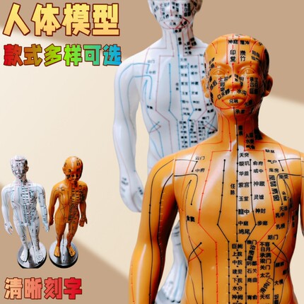 针灸穴位人体模型中医经络小铜人十二经络人体模型男女全身穴位人