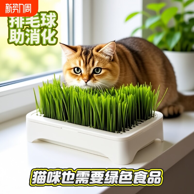 水培小麦种子育苗即食猫草猫咪排毛水培自种无土水培小麦天然健康