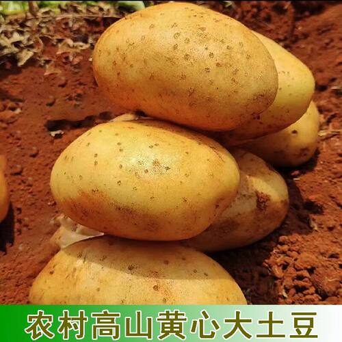 贵州黄心土豆现挖新鲜黄心