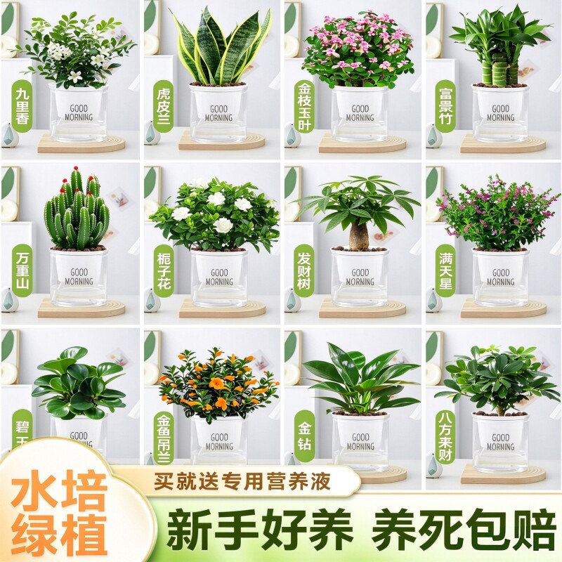 绿植盆栽室内好养水培植物适合客厅阳台办公室桌面小花卉绿萝甲醛