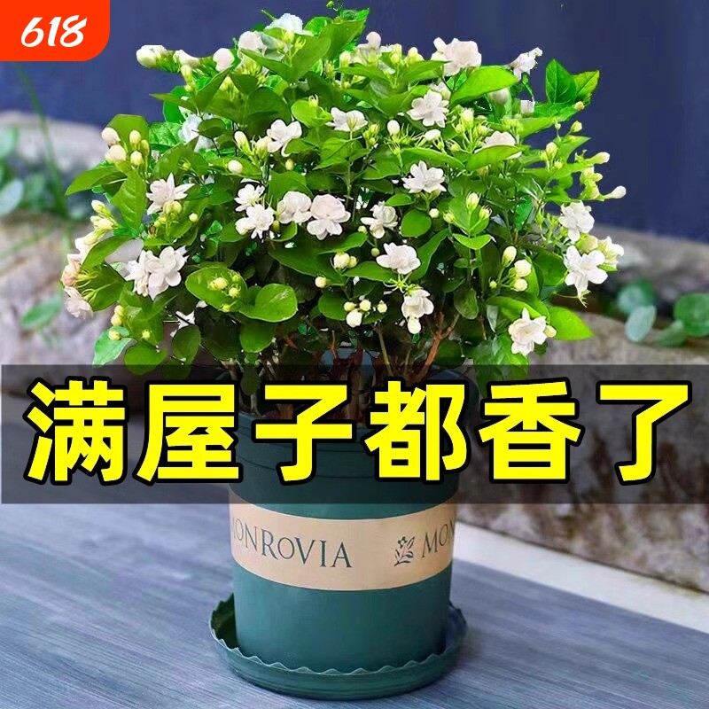 茉莉花苗盆栽水培带花苞九里香老桩栀子花卉驱蚊绿植物四季开花