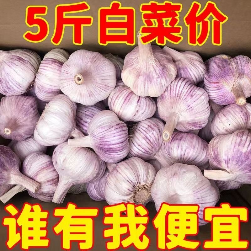 新干蒜山东紫皮大蒜头干鲜独头蒜多瓣白皮装包邮农家新蒜自种种植