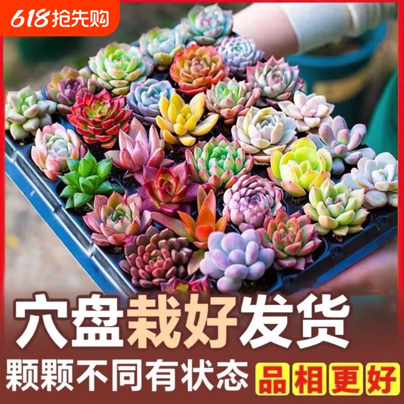 多肉植物批发多肉组合盆栽套餐栽好发货肉肉植物绿植组合石莲花