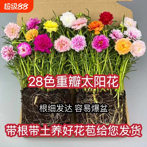 太阳花花苗重瓣大花太阳花种子太阳花盆栽室内桌面苗绿植花花卉籽