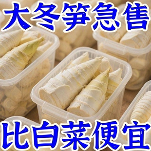 正宗江西冬笋新鲜笋尖5斤整箱装多规格时令蔬菜火锅笋商用批发