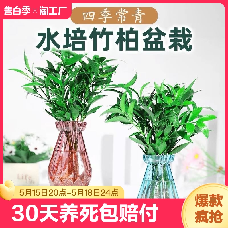 驱蚊竹柏水培植物室内水养绿植花卉盆栽办公室桌面四季常青草好养