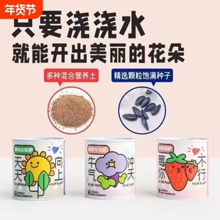 易拉罐盆栽花蔬菜水果罐头盲盒种子植物迷你绿植六一儿童节小礼物