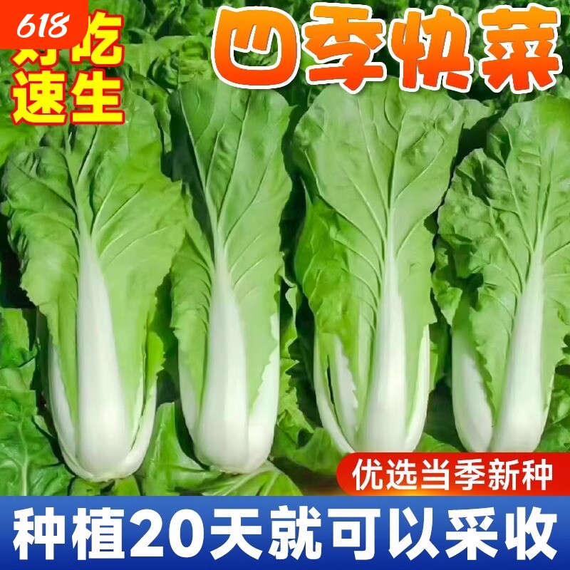 奶油快菜种籽种子紫小白菜四季耐寒速生阳台盆栽蔬菜种籽孑子大全
