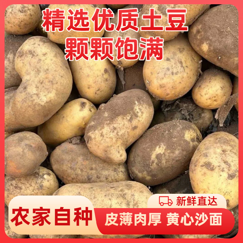 希森6号黄心洋芋土豆商用炸薯片炸土豆饼当季新鲜烧烤自种好吃