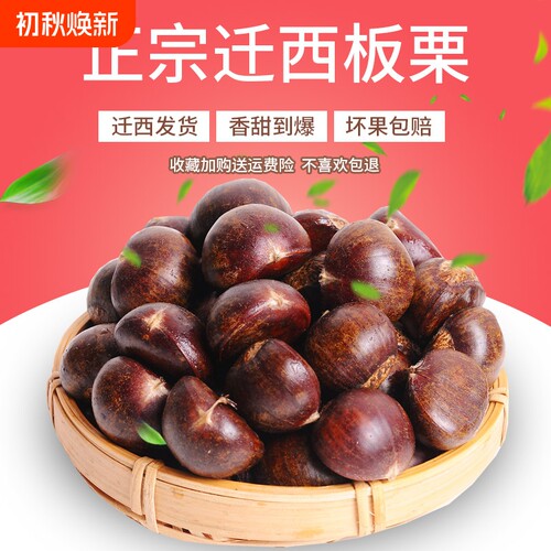 产地直发甜糯正宗迁西板栗生新鲜栗子生鲜生栗子大油栗小唐山板粟