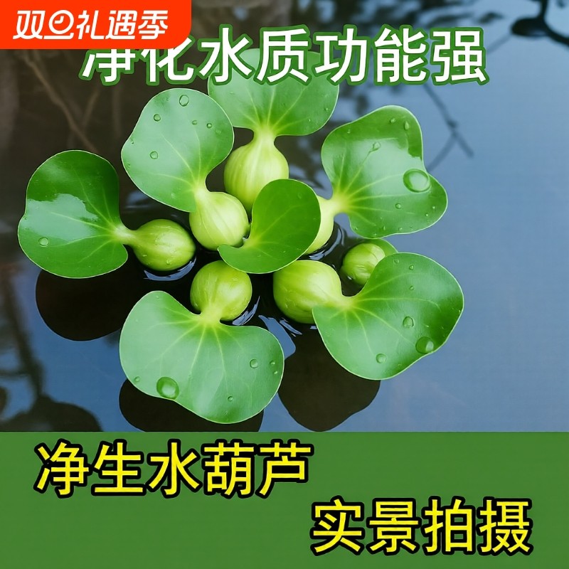 鱼缸水草浮萍造景花卉鱼池塘净化水质水生植物水葫芦增氧养鱼淡水