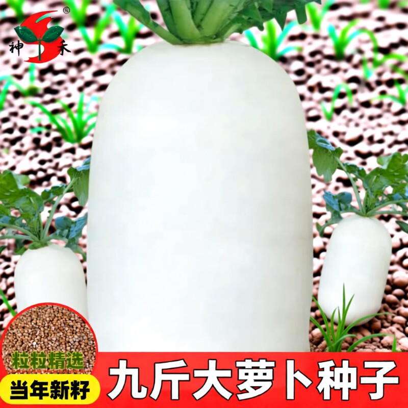 夏季夏抗40白萝卜种子大全水果萝卜籽蔬菜种子红萝卜大萝卜白玉