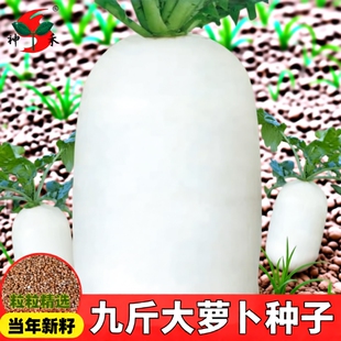 夏季夏抗40白萝卜种子大全水果萝卜籽蔬菜种子红萝卜大萝卜白玉