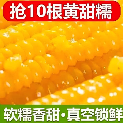 正宗东北新鲜黄糯玉米