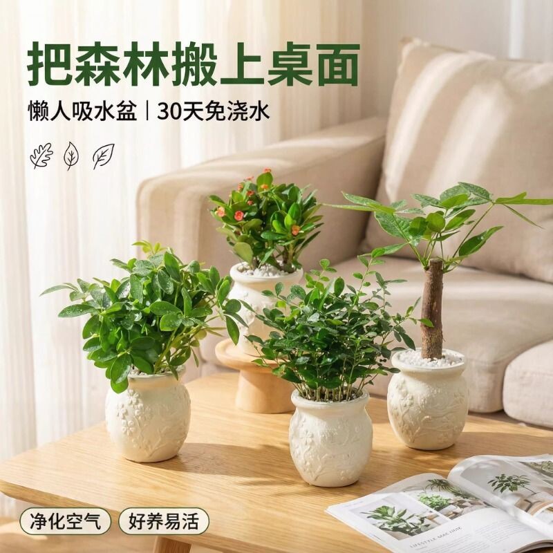 发财树盆栽天堂鸟九里香办公桌面懒人花卉绿植净化空气室内小植物