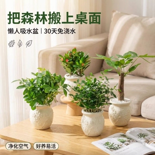 发财树盆栽天堂鸟九里香办公桌面懒人花卉绿植净化空气室内小植物