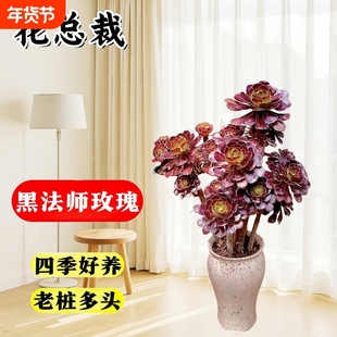 法师多肉植物盆栽高级阳台老桩黑武士大颗好养活室内花卉绿植精品
