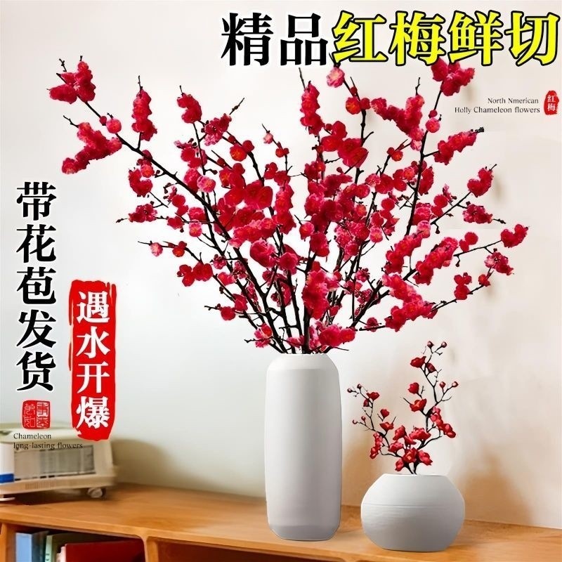 红梅水培植物干枝雪柳水养鲜花卉梅花鲜枝室内客厅绿植盆栽开花