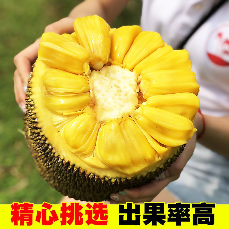 海南黄肉菠萝蜜新鲜水果波罗水果新鲜当季红三亚特产一整个包邮