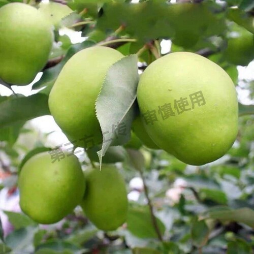 头茬早酥梨陕西渭南特产4.5斤包邮青皮蜜梨雪梨酥脆爆汁鲜水果