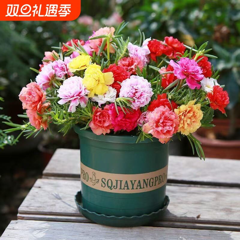 重瓣太阳花苗带花苞发货盆栽花卉阳台四季开花好养绿植客厅庭院