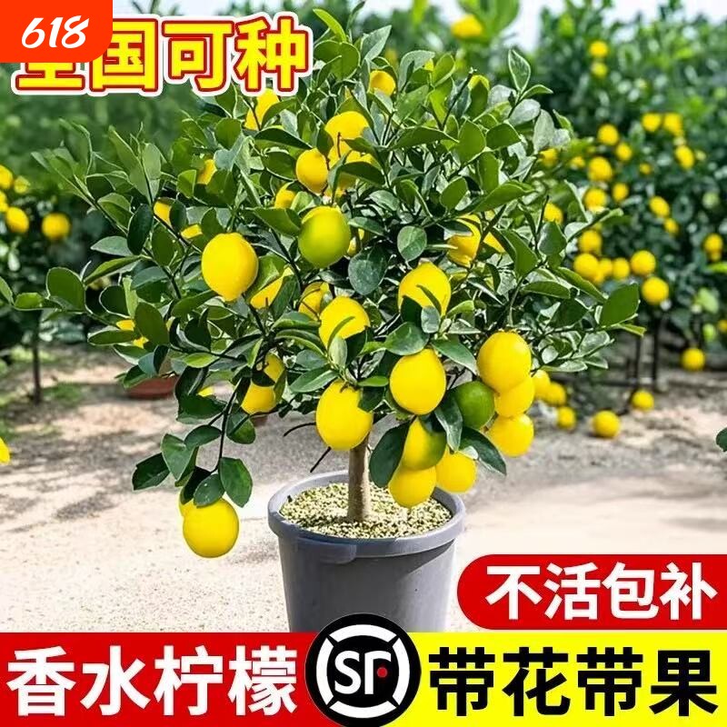 台湾香水柠檬树苗四季柠檬盆栽种植物当年结果室内带花嫁接小苗