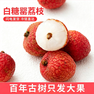 顺丰冷链高州白糖罂荔枝新鲜水果产地直发当季老树果整箱现摘大果