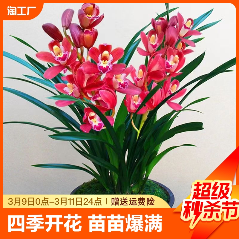 兰花苗盆栽花卉绿植物墨兰君子兰蝴蝶兰四季开花特大建兰阳台客厅