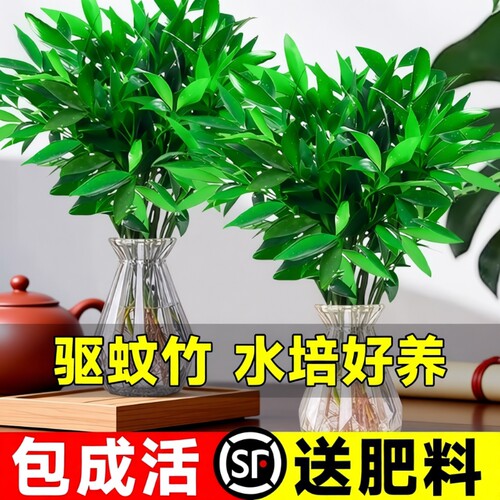 竹柏驱蚊竹水培祛蚊植物室内外蚊子克星水养绿植花卉盆栽办公桌面
