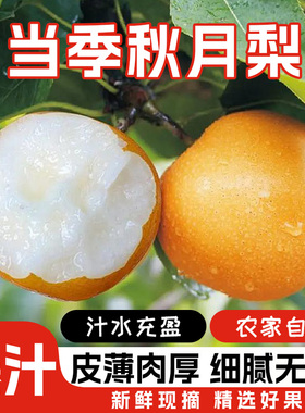 正宗秋月梨新鲜梨子水果当季整箱包邮4斤蜜梨冰糖雪梨产地直发