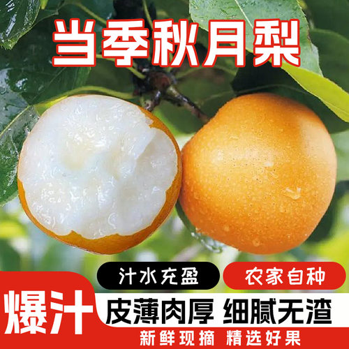 正宗秋月梨新鲜梨子水果当季整箱包邮4斤蜜梨冰糖雪梨产地直发
