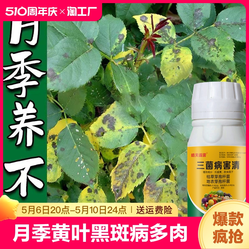 月季黄叶黑斑病白粉病多肉花卉通用三菌病害清微生物杀虫病虫害