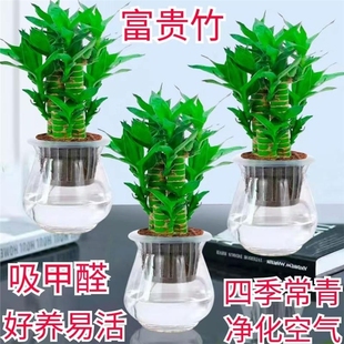 步步高升富贵竹盆栽室内水培植物净化空气客厅桌面春节百财旺宅