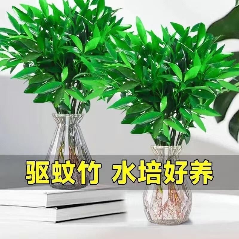 大颗水培驱蚊竹柏水养植物盆栽绿植室内花卉客厅办公桌好养活驱虫