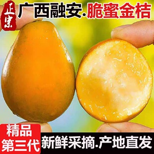 正宗广西融安脆蜜金桔第三代金柑现摘新鲜水果甜桔子顺丰包邮