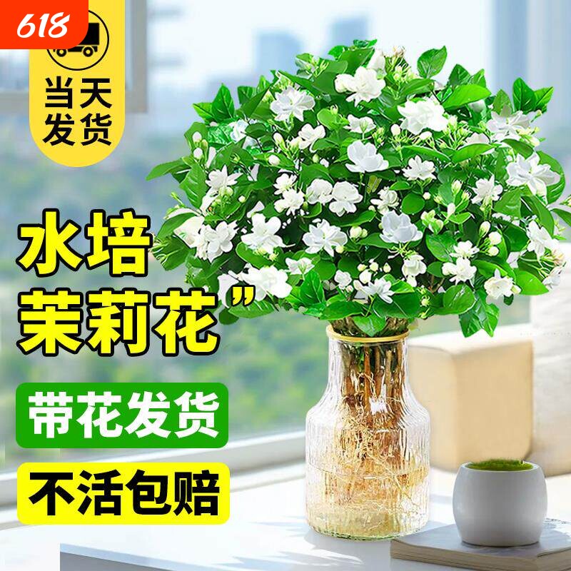 茉莉花水培植物盆栽室内茉莉花卉绿植九里香四季开花客厅种植带花