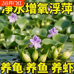 水葫芦水生植物水草水浮莲池塘鱼缸造景净化水质包邮室内净水养鱼