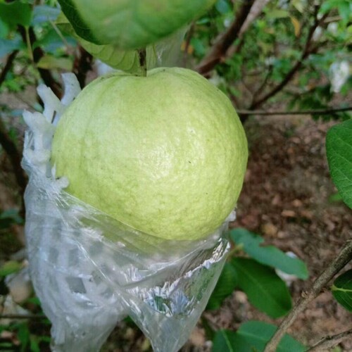 脆口广东本地脆甜新鲜番石榴白心芭乐水果包邮潘石榴巴乐当季热带