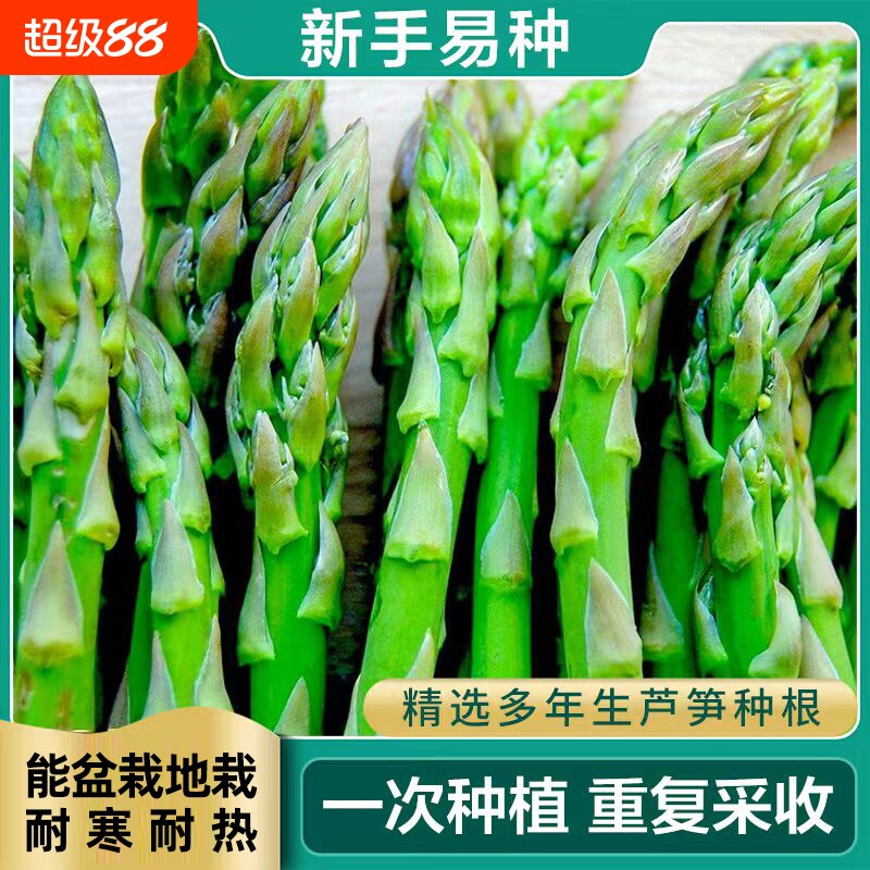 芦笋苗芦笋根苗芦笋种苗蔬菜苗种子特色阳台庭院盆栽地载绿植食用