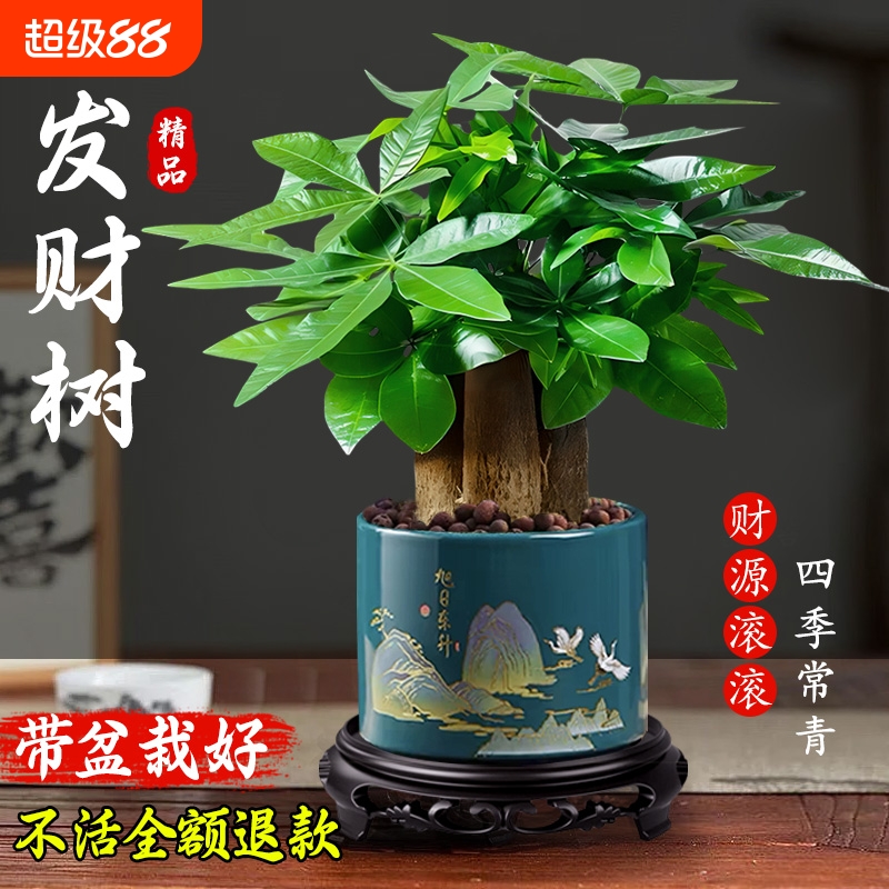 2025招财发财树小盆栽客厅办公室开业新款盆景绿植办公桌如意好养