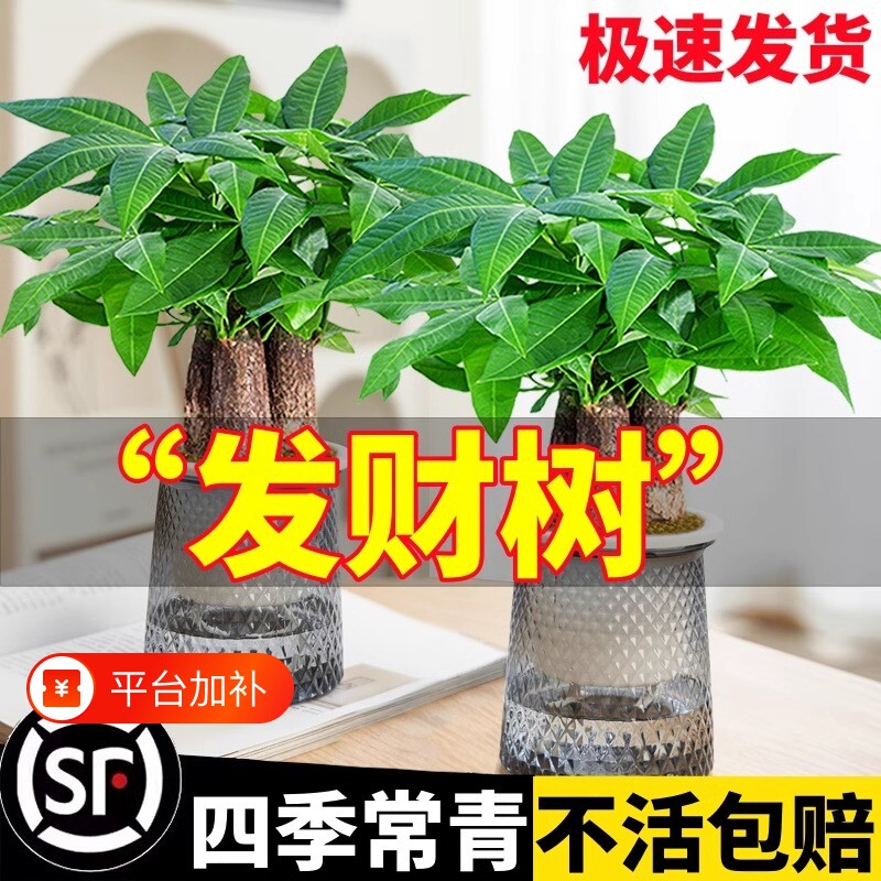 发财树小盆栽室内绿植花卉水培植物绿萝文竹四季好养活客厅办公室