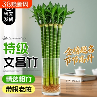 龙竹文昌竹4支金榜题名水培带根富贵竹水养绿植物室内桌面好养活