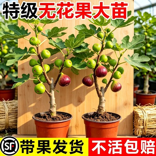 带果无花果树果苗盆栽树苗波姬红特大果四季巴劳树耐寒青皮瑞克