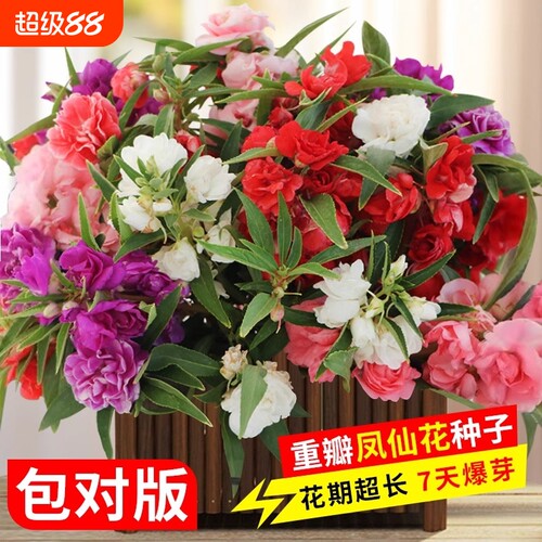 重瓣凤仙花种籽子四季播种指甲花种子盆栽庭院盆栽太阳花花种子