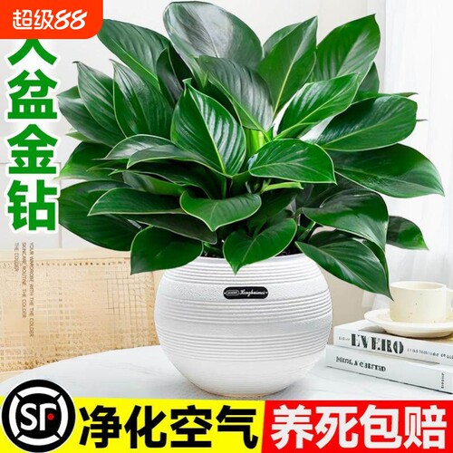大盆金钻盆栽绿萝水培植物吸室内发财树绿植多肉大叶植物甲醛精品