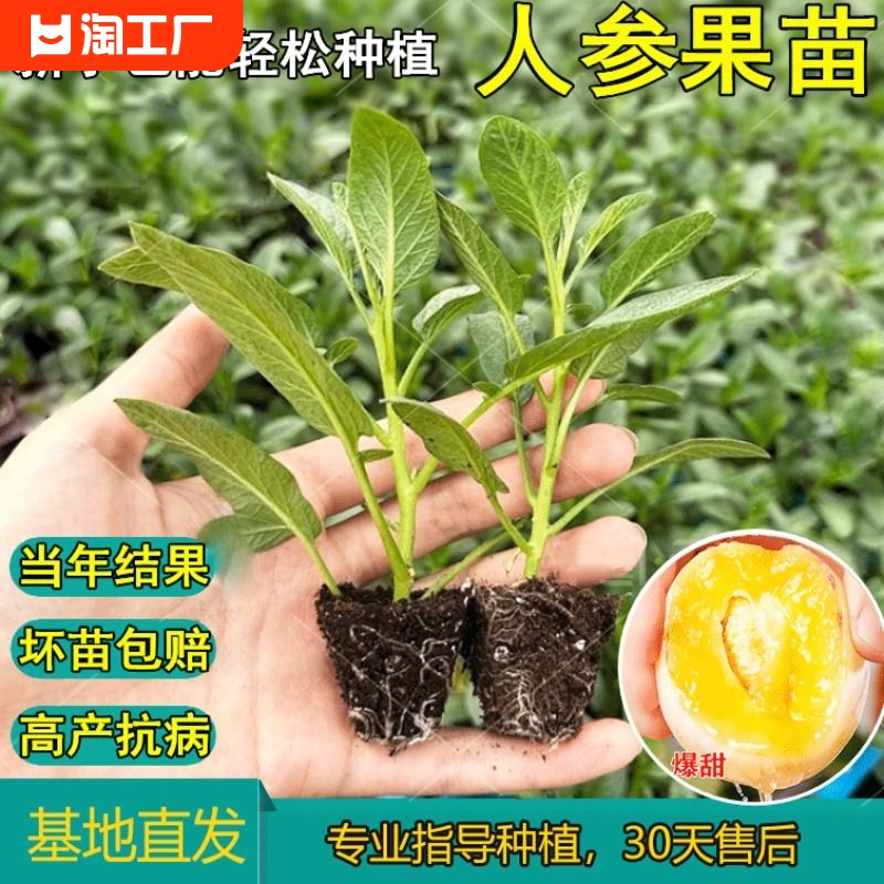 当年结果人参果苗茄盆栽人生果树仙桃果树苗食用长寿果苗种植带土-封面