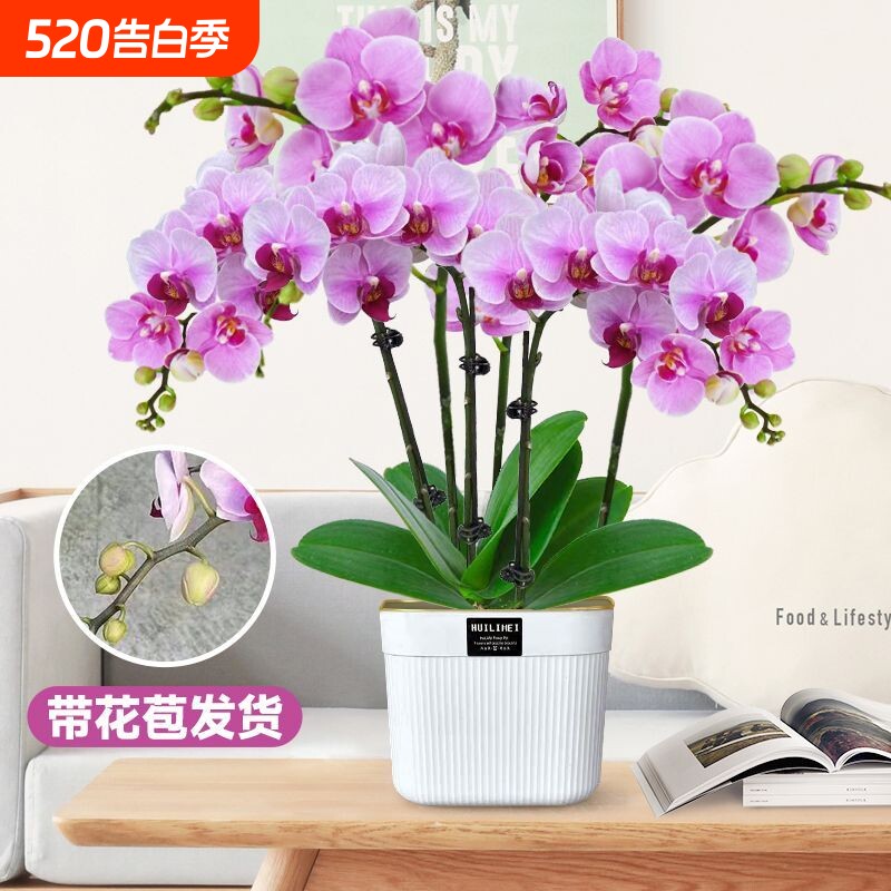 蝴蝶兰盆栽客厅花卉送礼年宵花带花剑带花苞高档成品四季开花带盆